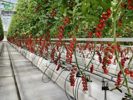 アメリカ合衆国/カナダ 鉄筋構造 野菜 植え付け 水栽培のための単弧温室