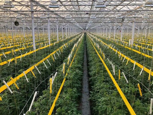 アメリカ合衆国/カナダ 鉄筋構造 野菜 植え付け 水栽培のための単弧温室