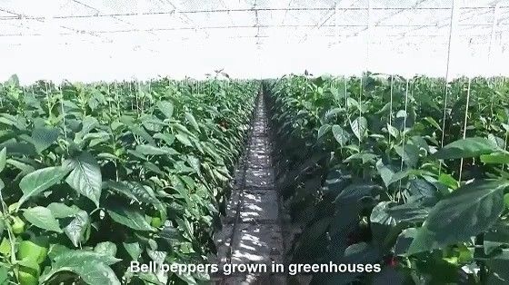 アメリカ合衆国/カナダ 鉄筋構造 野菜 植え付け 水栽培のための単弧温室