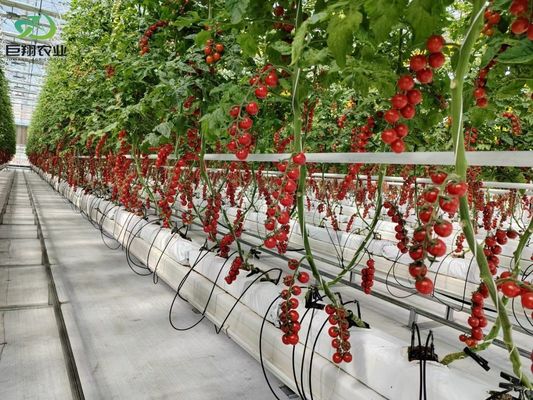 緑葉 野菜 フィルム PC シート 水栽培用 農業用 多スパン温室