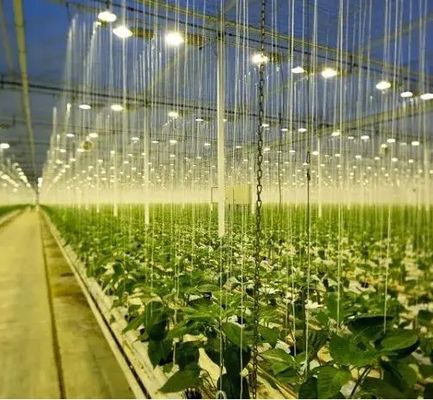 先進的な照明技術で種植栽培施設の温室を照らす