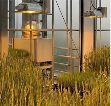 先進的な照明技術で種植栽培施設の温室を照らす