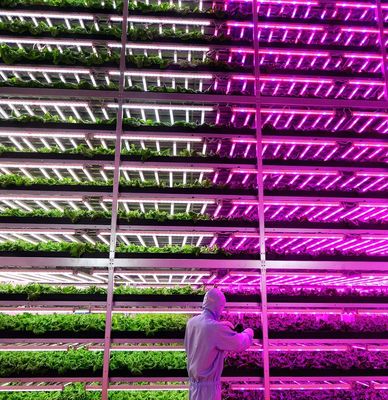 先進的な照明技術で種植栽培施設の温室を照らす