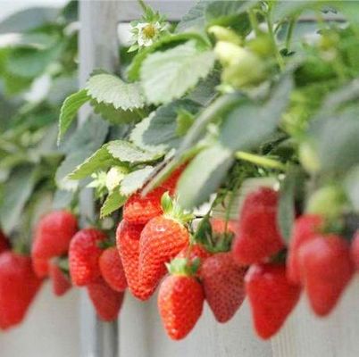 先進的な照明技術で種植栽培施設の温室を照らす