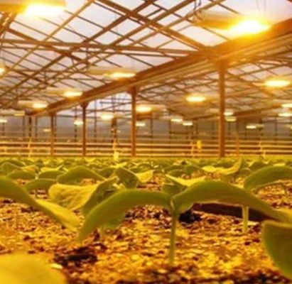 先進的な照明技術で種植栽培施設の温室を照らす
