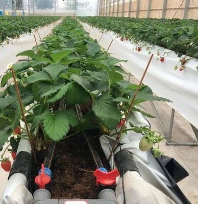 先進的な照明技術で種植栽培施設の温室を照らす