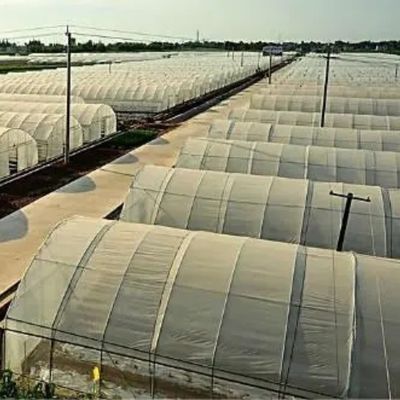 アメリカ合衆国/カリフォルニア州 農用 単段トンネルフィルム温室 菌類と野菜