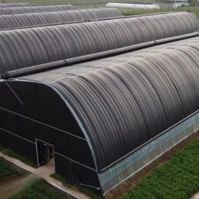 アメリカ合衆国/カリフォルニア州 農用 単段トンネルフィルム温室 菌類と野菜