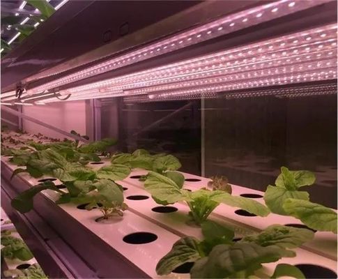 2000.000kg 水噴霧器 制御環境 種子/野菜/果物/花のための部屋