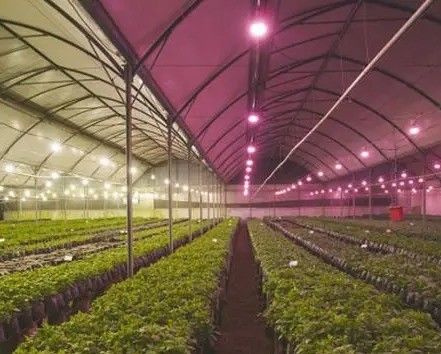 2000.000kg 水噴霧器 制御環境 種子/野菜/果物/花のための部屋
