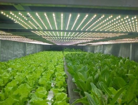 温室パッケージの苗木のための多段植え室 総重量2000.000kg