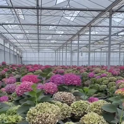 50.00cm * 60.00cm * 80.00cm パッケージサイズ ガラス温室水栽培栽培システム