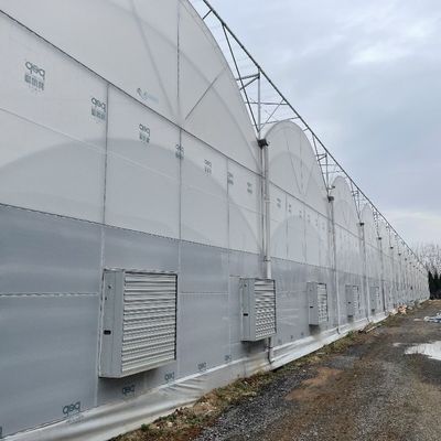 3mから8mの高さの壁を持つ農業用多スパンプラスチックトンネルフィルム温室