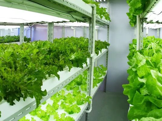 湿幕制御照明温室 2000,000kg パッケージ総重量