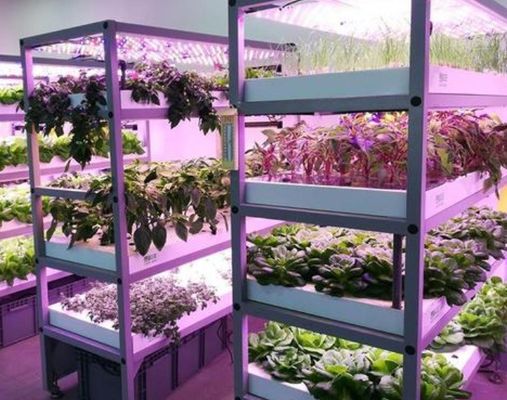 湿幕制御照明温室 2000,000kg パッケージ総重量