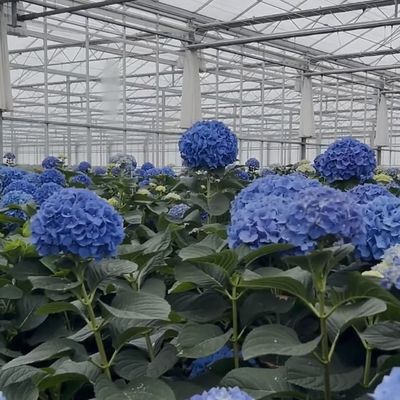 滴滴灌輸による二層ベンロガラス温室水栽培生産システム