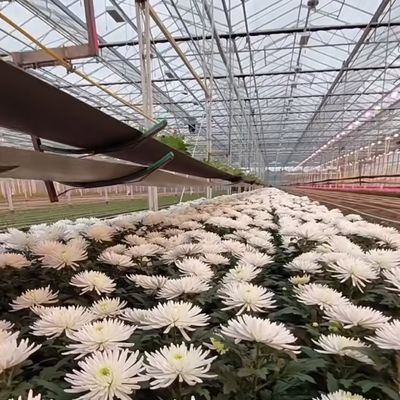 滴滴灌輸による二層ベンロガラス温室水栽培生産システム