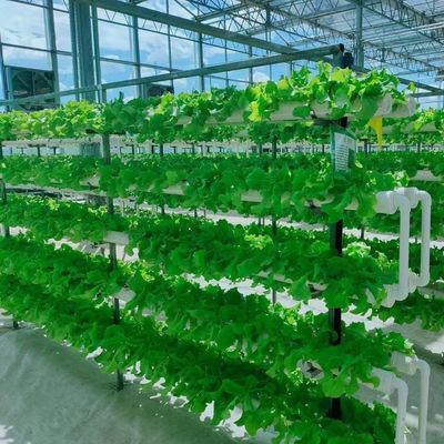 屋根のコンテナ温室で土壌のない栽培システムで成長を最大化する