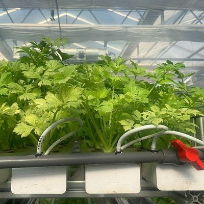 屋根のコンテナ温室で土壌のない栽培システムで成長を最大化する