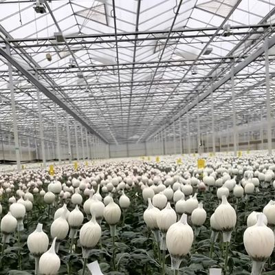 マルチスペン水栽培 良質な光伝送とカスタマイズ可能なオプション