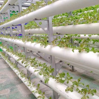 ガラス温室部門カバー材料フィルムのためのカスタマイズされた土壌のない文化ソリューション