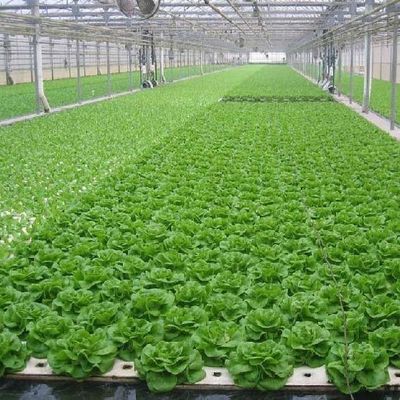 ガラス温室部門カバー材料フィルムのためのカスタマイズされた土壌のない文化ソリューション
