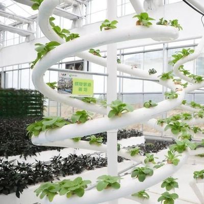 商業的持続可能性のための高出産温室水栽培システムカスタマイズ