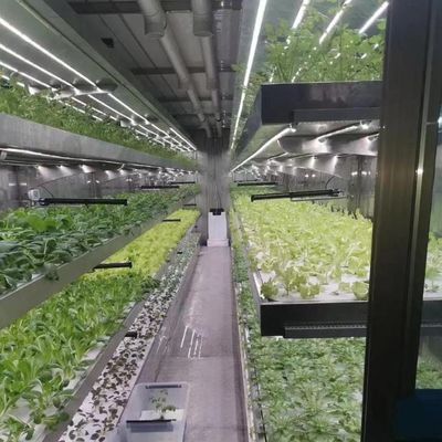 商業的持続可能性のための高出産温室水栽培システムカスタマイズ