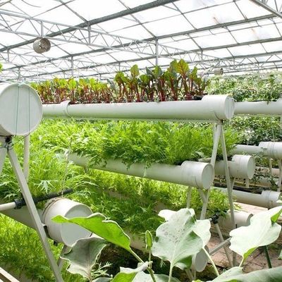 商業的持続可能性のための高出産温室水栽培システムカスタマイズ