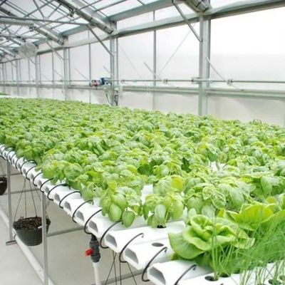 商業的持続可能性のための高出産温室水栽培システムカスタマイズ