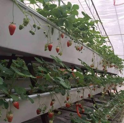商業的持続可能性のための高出産温室水栽培システムカスタマイズ