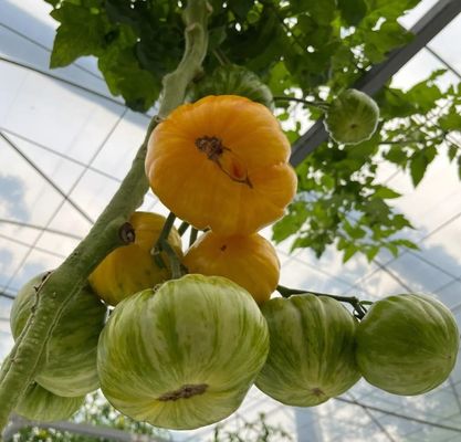 農業フィルム 鉄鋼構造と大規模容量を持つ温室水栽培装置