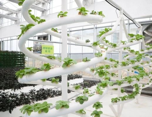 農業フィルム 鉄鋼構造と大規模容量を持つ温室水栽培装置