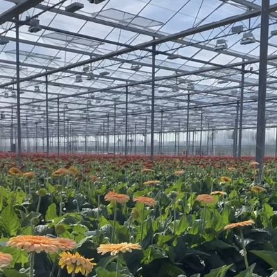 ベンロガラス温室水栽培システム オランダ製の野菜