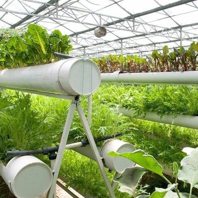 フィルム農業は 商業的な温室のための 先進的な土壌のない栽培技術が容易になりました
