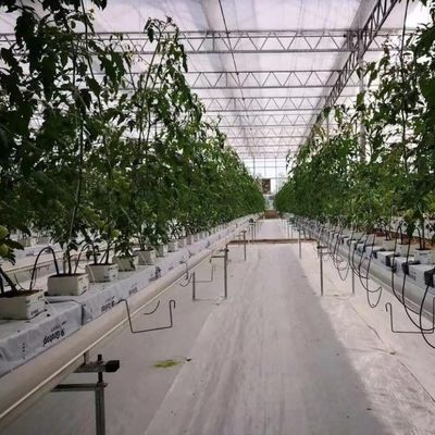 フィルム農業は 商業的な温室のための 先進的な土壌のない栽培技術が容易になりました
