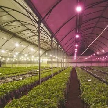種植物の栽培のための反滴霧照明温室 オーダーメイド要求