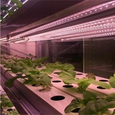 種植物の栽培のための反滴霧照明温室 オーダーメイド要求