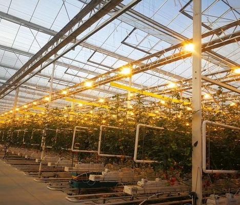 種植物の栽培のための反滴霧照明温室 オーダーメイド要求