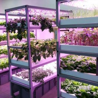 種植物の栽培のための反滴霧照明温室 オーダーメイド要求