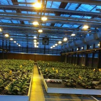 種植物の栽培のための反滴霧照明温室 オーダーメイド要求