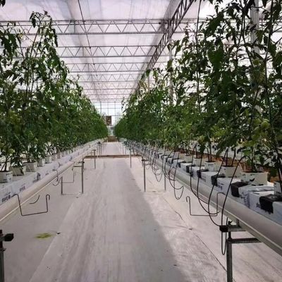 グラス温室 年間栽培のための水栽培装置 安価な運送コスト
