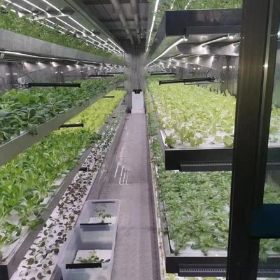 グラス温室 年間栽培のための水栽培装置 安価な運送コスト