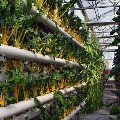 グラス温室 年間栽培のための水栽培装置 安価な運送コスト