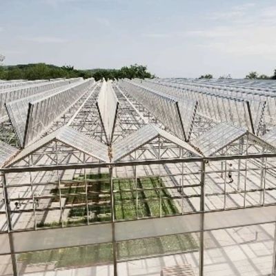 大規模な農業需要のための合理的な価格のガラス温室水栽培システム
