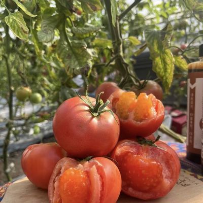 原産地 植物の栽培のためのガラス温室水栽培システム US 20/平方メートル