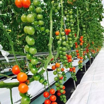 グラス温室部門のための一時的な暖房ソリューション 土のない栽培