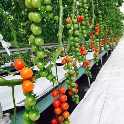 臨時加熱法による大規模農業温室水栽培システム