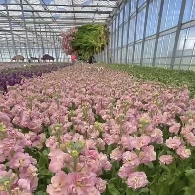 商用温室滴滴灌水 ガラス水栽培システム パーソナライズ