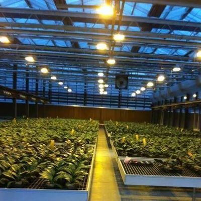制御された環境 照明 植樹温室 ガラスカバーと照明
